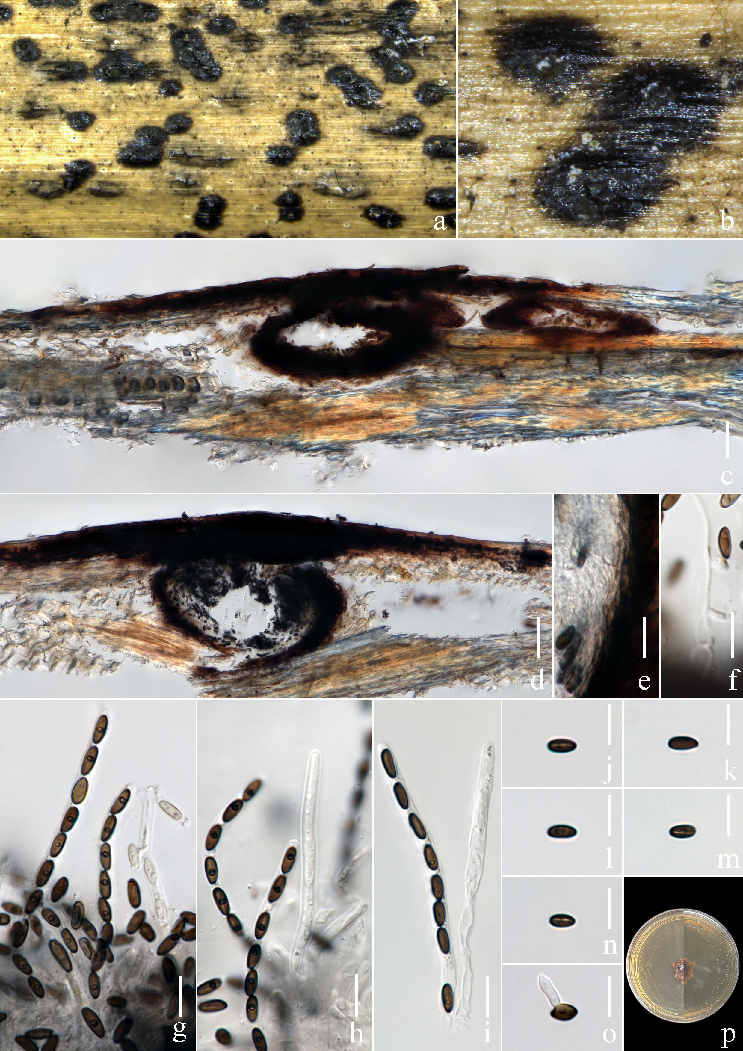 Figure 116
